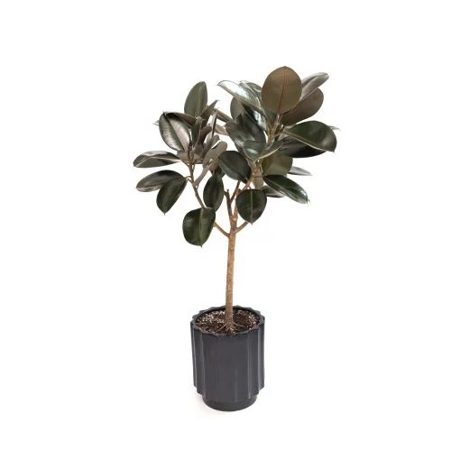 Red Rubber Ficus