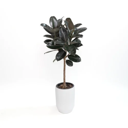 Red Rubber Ficus