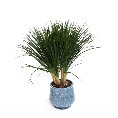 Small Dracaena Draco
