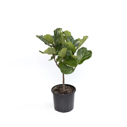 Ficus Lyrata