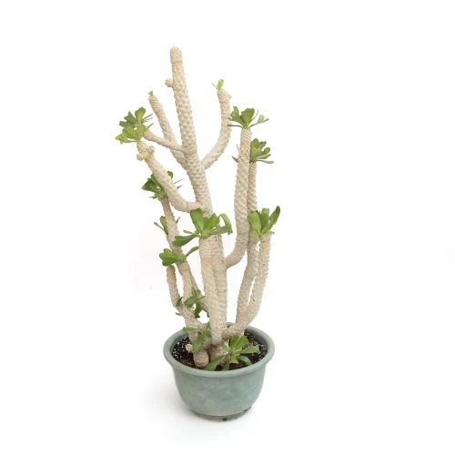 Euphorbia Neriifolia