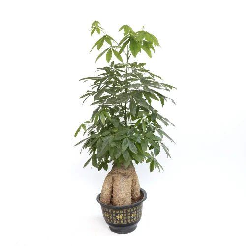 Pachira Bonsai