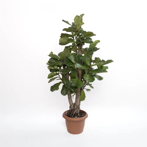 Large Ficus Lyrata