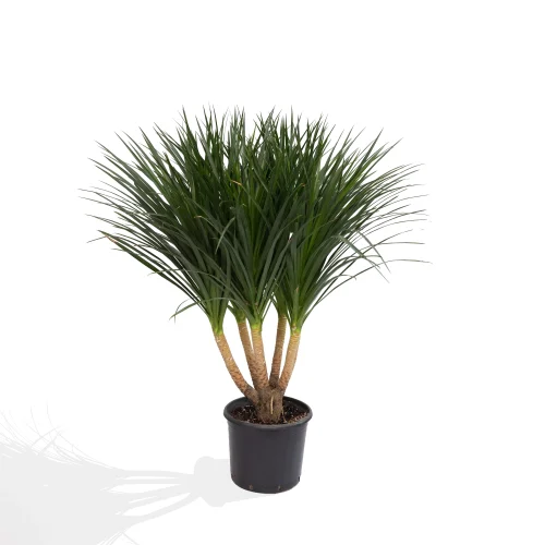 Medium Dracaena Draco
