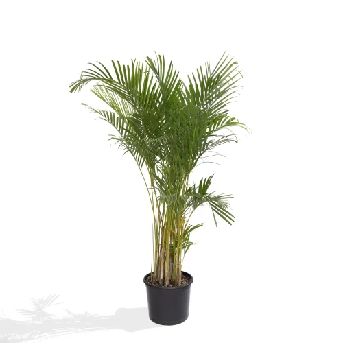 Areca Palm
