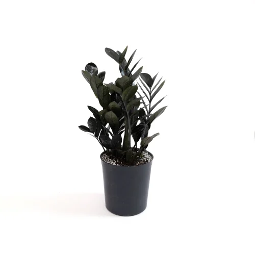 Black Zamia
