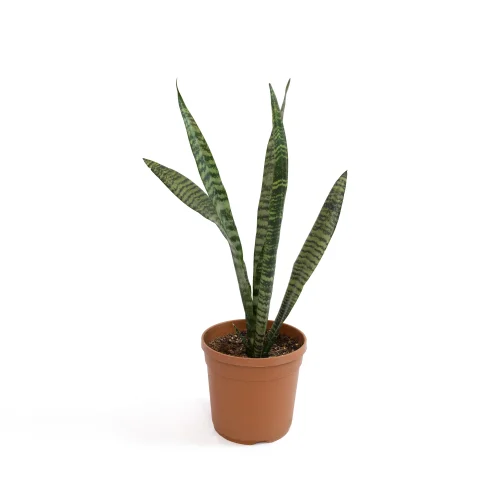 Sansevieria