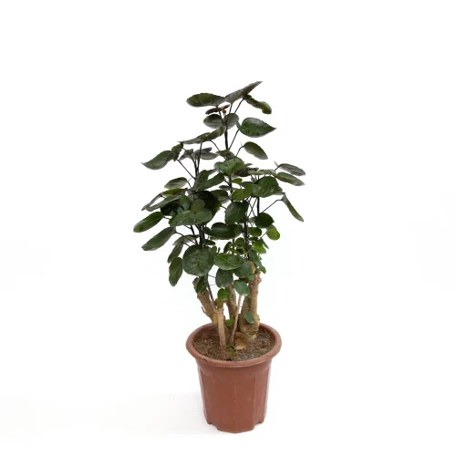 Aralia