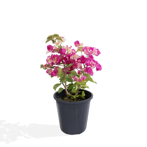 Regular Bougainvillea
