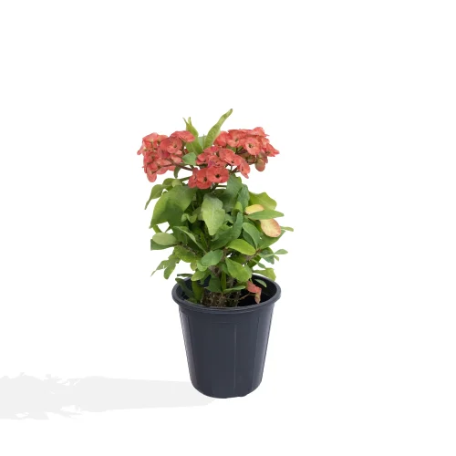 Euphorbia