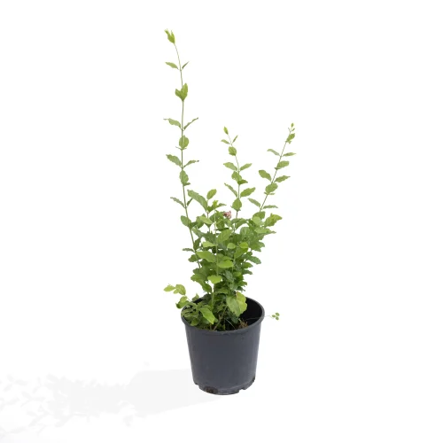 Egyptian Jasmine