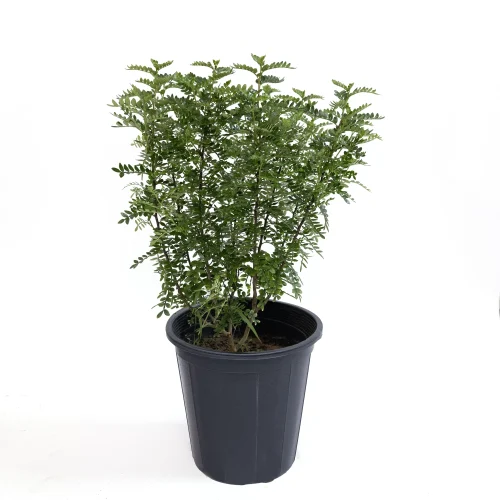 Balsam