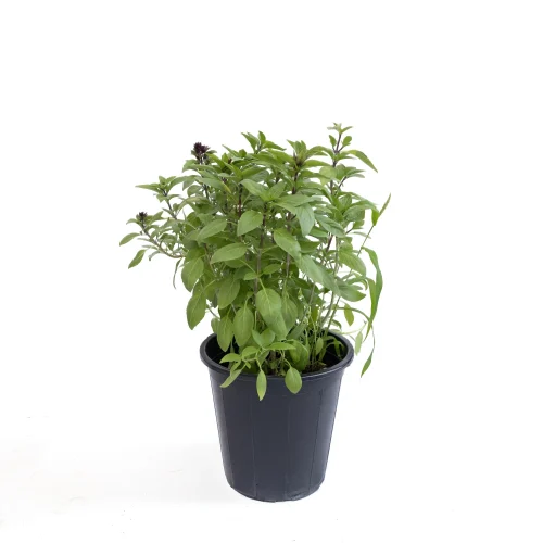 Mishmoom Basil
