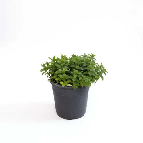 Mint