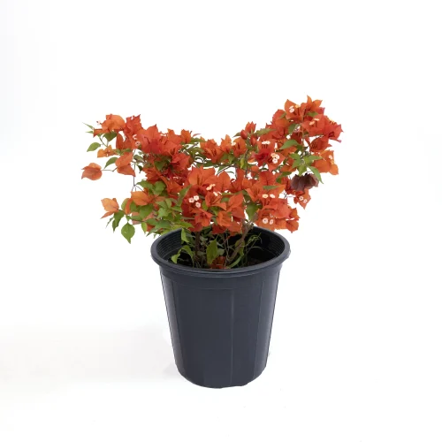 Regular Bougainvillea