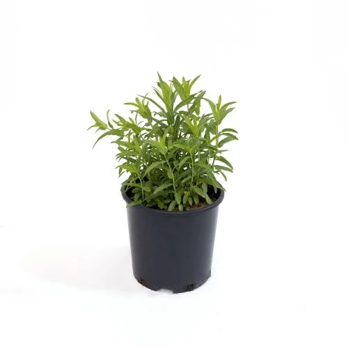 #Basil