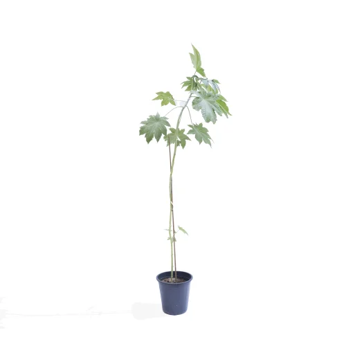 Papaya (Castor Bean)