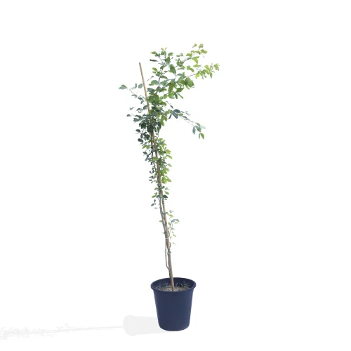Madras Thorn