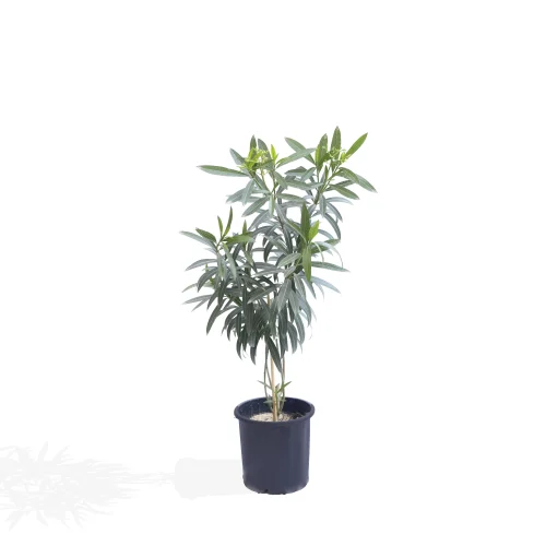 Spanish Oleander